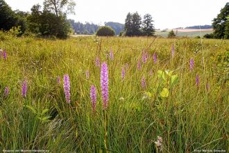 10b Muecken-Haendelwurz Bestand